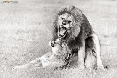 Mating Lions - Masai Mara, Kenya