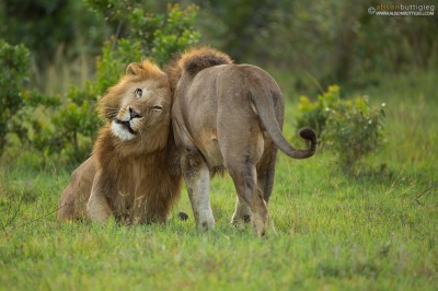 Lion Brothers - Masai Mara, Kenya