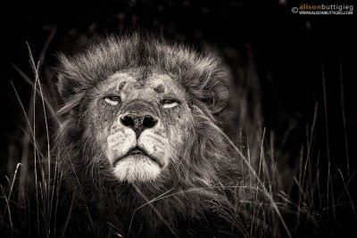 Lion - Masai Mara, Kenya