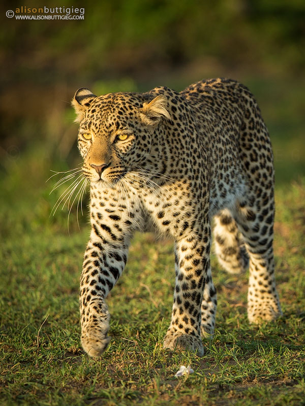 Fig the Leopard on a Mission