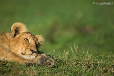 Lion Cub - Masai Mara, Kenya 