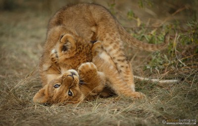 Rekero Pride Lion Cubs at Play - Masai Mara, Kenya 