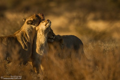 Lion Group Hug - Mabuasehube, Botswana