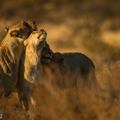 Lion Group Hug - Mabuasehube, Botswana