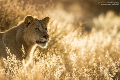 Lion - Mabuasehube, Botswana