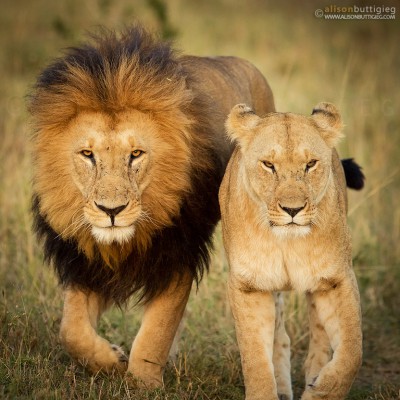 Lion Couple - Masai Mara, Kenya