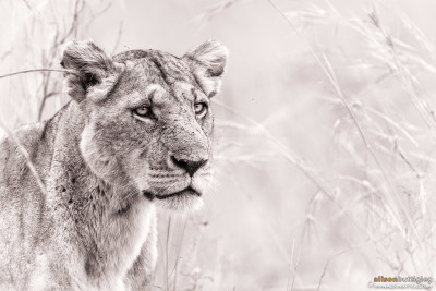 Rekero Pride Lioness - Masai Mara, Kenya