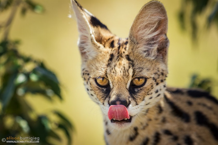 Serval, what’s in a name?
