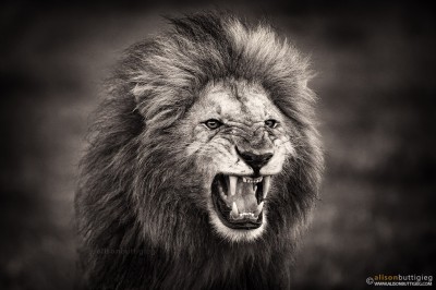 Lion in Flehmen Response - Masai Mara, Kenya