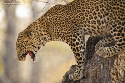 Leopard - South Luangwa, Zambia