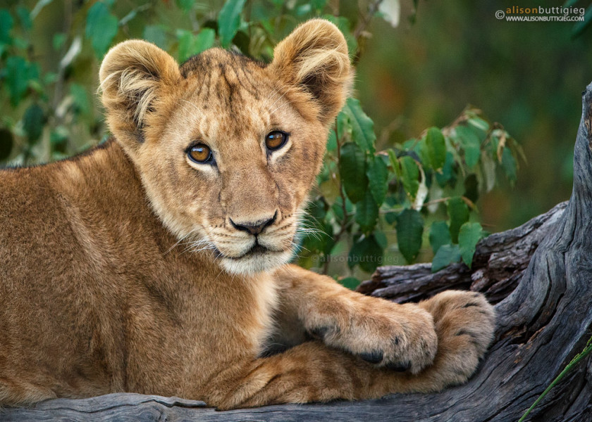Rekero Lion Cub