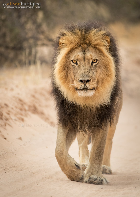 Male Lion patrolling his territory in the Kgalagadi Transfrontier Park, South Africa