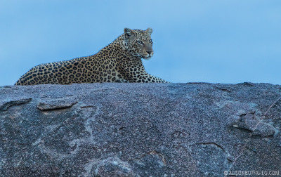 Leopard on a Rock - Mara Serengeti/Kogatende - Tanzania