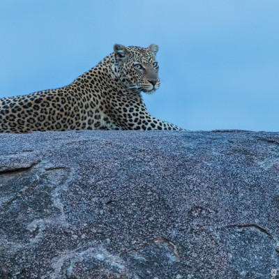 Leopard on a Rock - Mara Serengeti/Kogatende - Tanzania