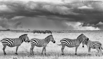 The Zebras and the Storm