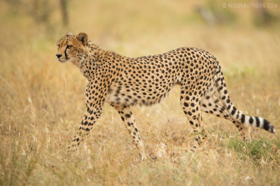 EX010 - Cheetah Samburu