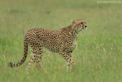 EX007 - Cheetah Masai Mara