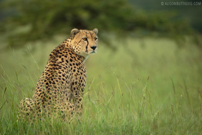 EX002 - Cheetah Masai Mara