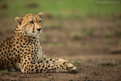 EX004 - Cheetah Masai Mara