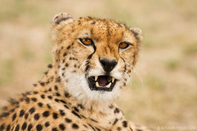 EX014 - Cheetah Masai Mara
