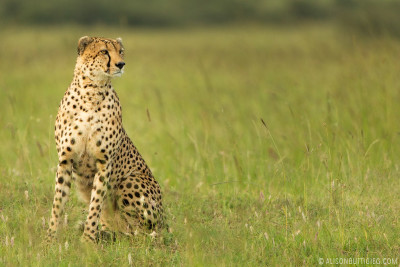 EX012 - Cheetah Masai Mara