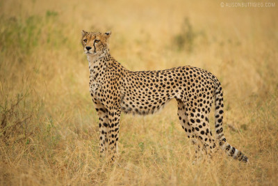 EX008 - Cheetah Samburu