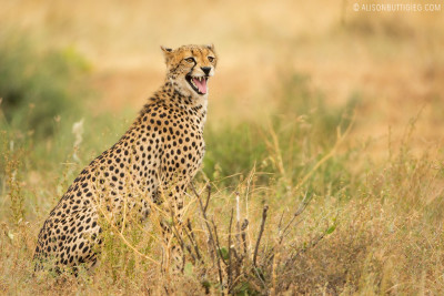 EX003 - Cheetah Samburu