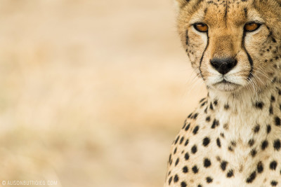 EX001 - Cheetah Serengeti