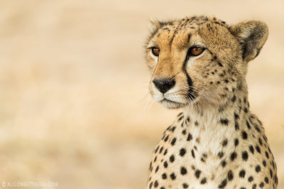 EX011 - Cheetah Serengeti