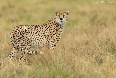 EX005 - Cheetah Serengeti