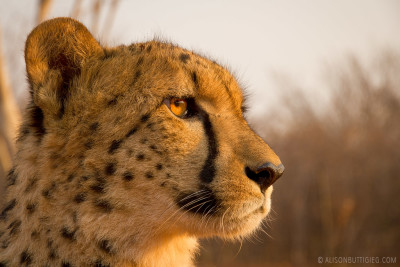 EX015 - Cheetah Zambia