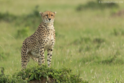 EX013 - Cheetah Masai Mara