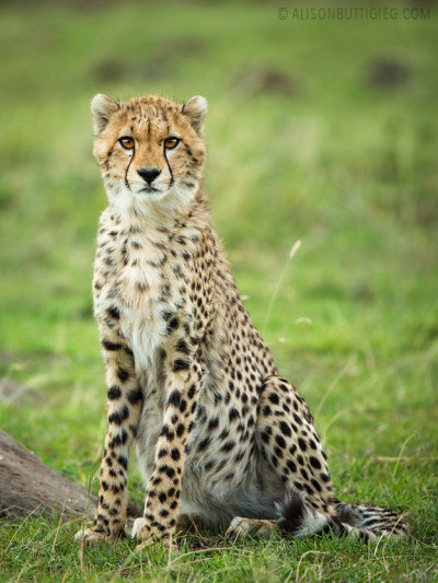 EX006 - Cheetah Masai Mara