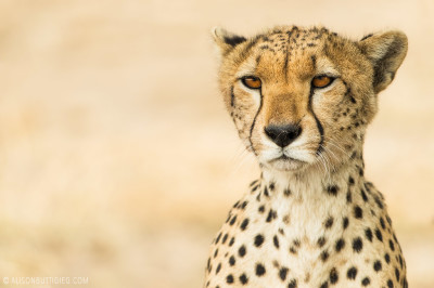 EX016 - Cheetah Serengeti