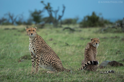 EX009 - Cheetahs Masai Mara
