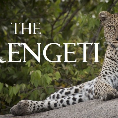 the-serengeti-a-wildlife-safari-adventure-in-tanzania-full-hd-1