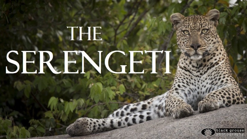 New Serengeti Video