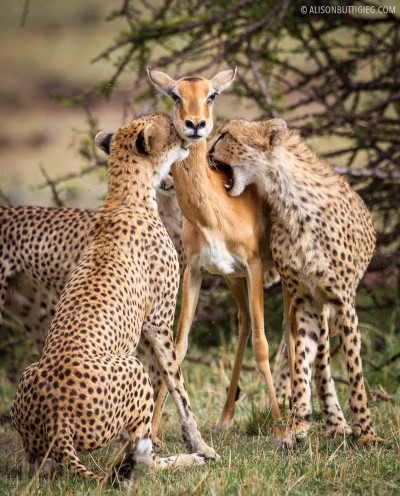 Cheetah mother teaching her youngsters to hunt.  Masai Mara, Kenya