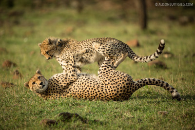 Playing Cheetahs - Masai Mara, Kenya