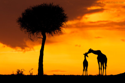 Giraffes - Masai Mara, Kenya