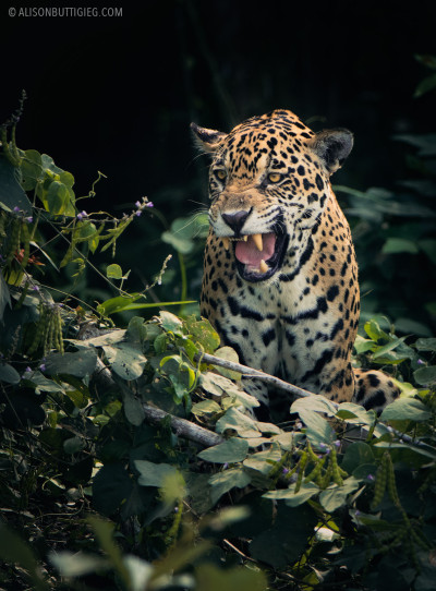 Jaguar - Pantanal - Brazil