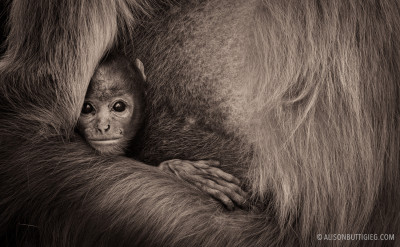 Baby Langur Monkey - Bandhavgarh, India