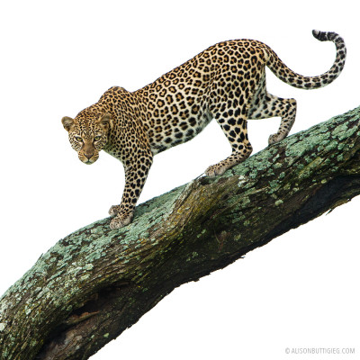 Leopard - Ndutu, Tanzania