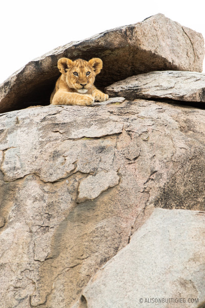 Lion Cub - Serengeti - Tanzania