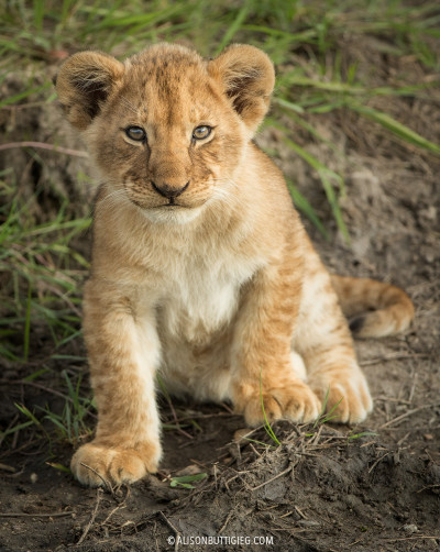 Lion Cub - Serengeti, Tanzania