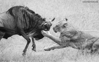 Lioness Hunting Wildebeest
