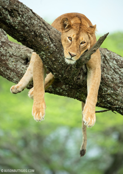 Lioness on Tree - Ndutu, Tanzania